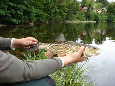 chub from Ty-Newydd beat